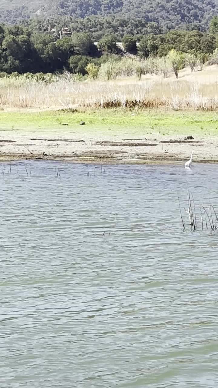 白鹭和苍鹭在捕鱼视频下载