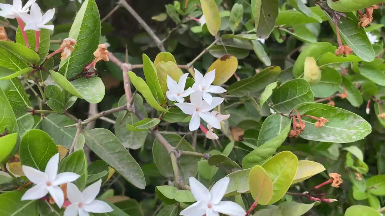 花园里的白色卡隆达花视频素材