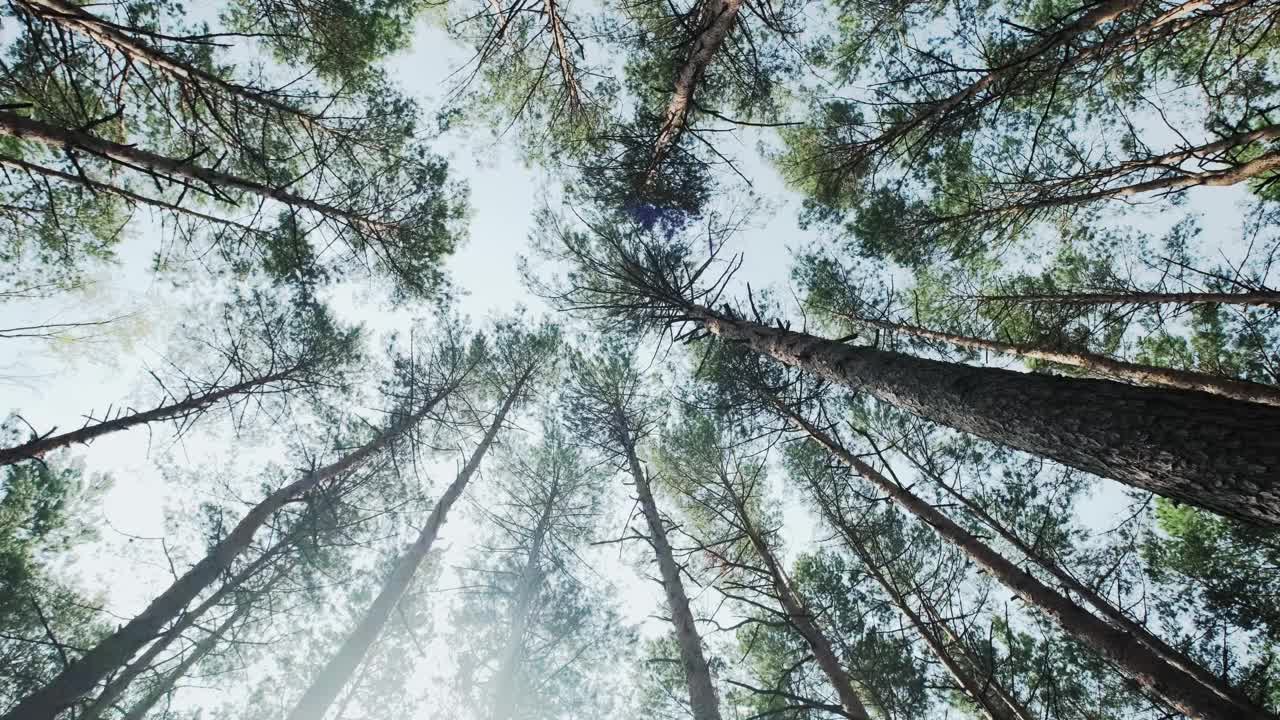 松林从下面到天空，移动射击视频素材