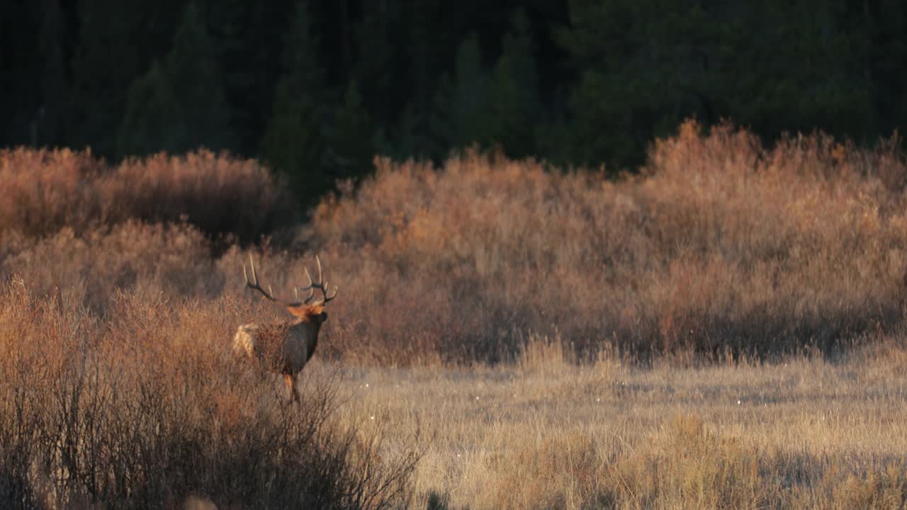 WS 4K拍摄了一只巨大的公麋或马鹿(Cervus canadensis)在日出时发出的喇叭声，他跑向相机视频素材