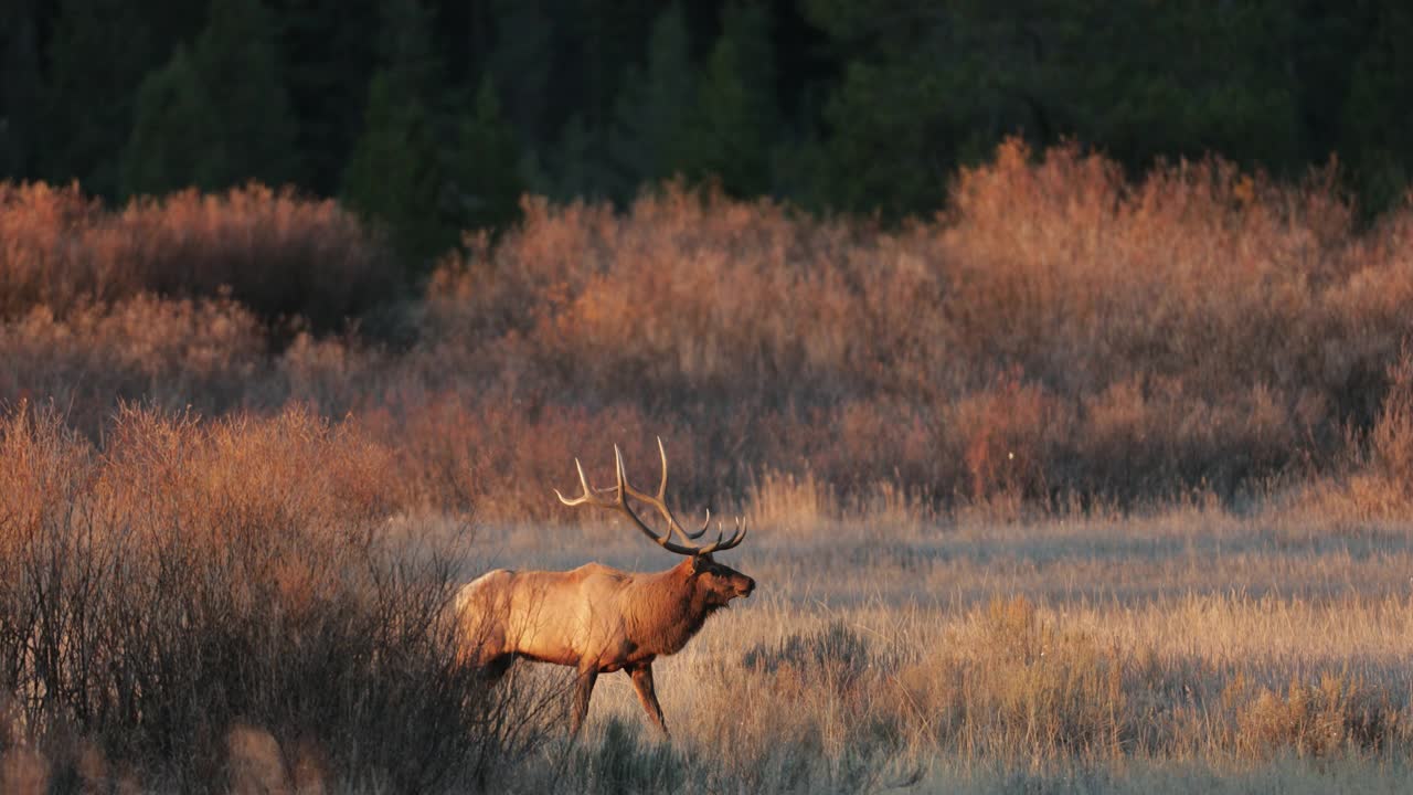 WS 4K拍摄了一只巨大的公麋或马鹿(Cervus canadensis)在日出时发出的喇叭声，他跑向相机视频素材