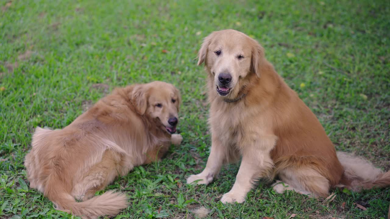 两只金毛寻回犬平静地站在玻璃草坪上视频素材