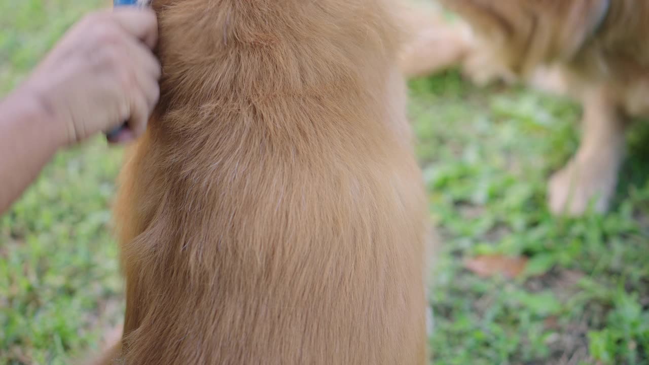 两只金毛猎犬在草坪上梳理毛发视频素材