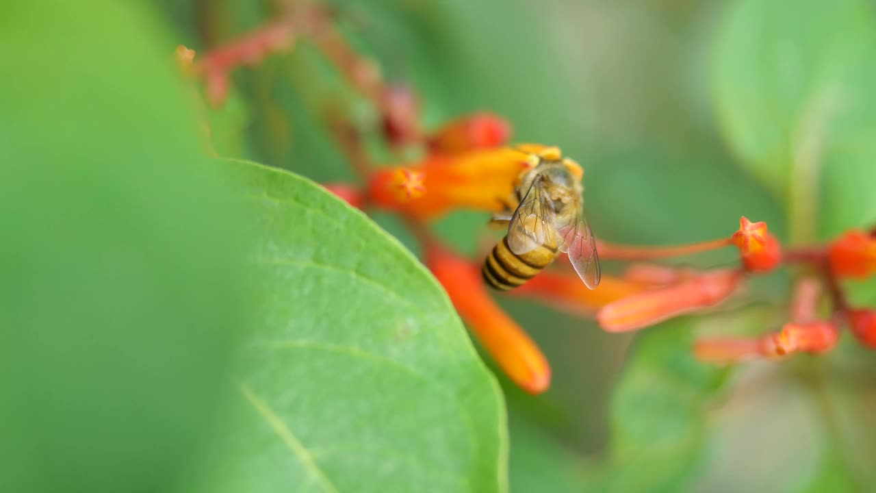 蜜蜂在猩红色灌木上采集花粉寻找花蜜视频素材