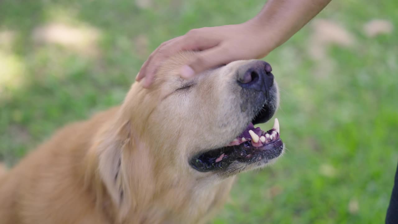 金毛寻回犬因为被爱抚而做出了梦幻般的脸视频素材