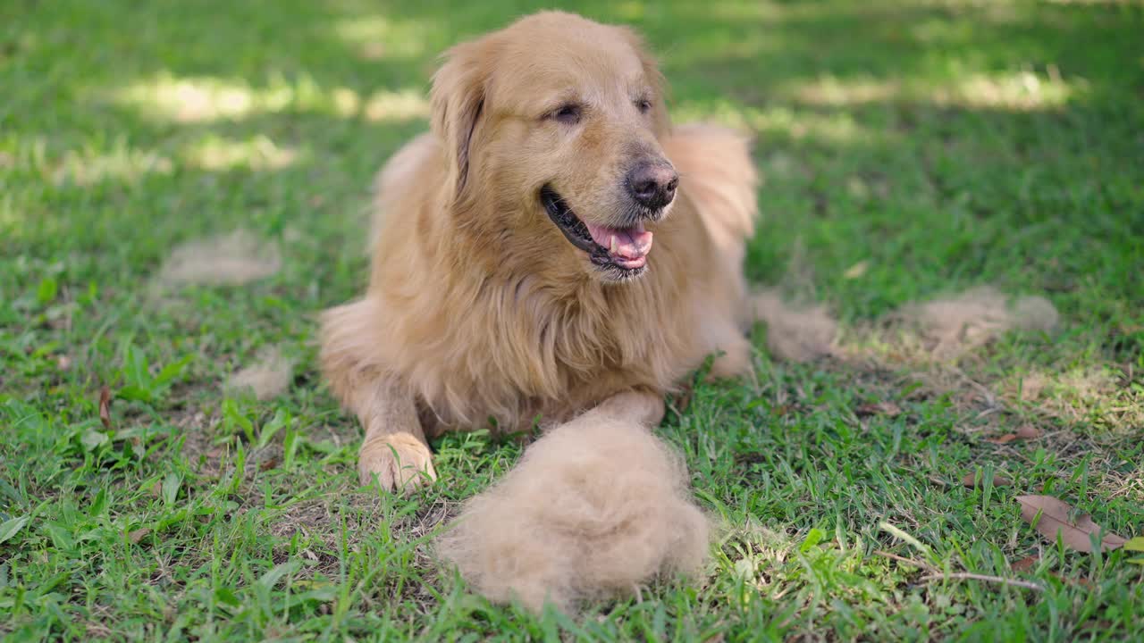 金毛寻回犬躺在草地上视频素材