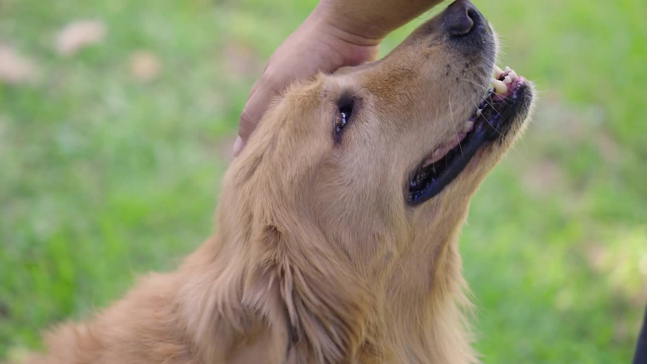 快乐的金毛寻回犬在她的头上兴奋不已视频素材