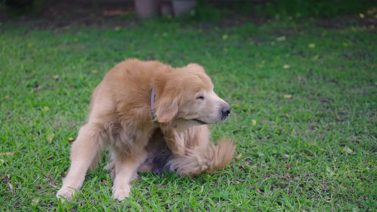 雄性金毛寻回犬在前院抓挠自己视频素材