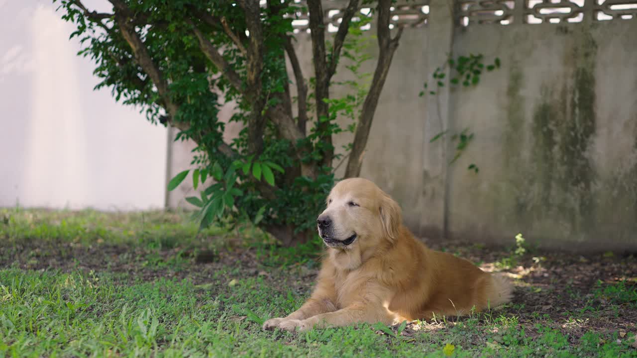 金毛寻回犬庄严地躺在前院视频素材