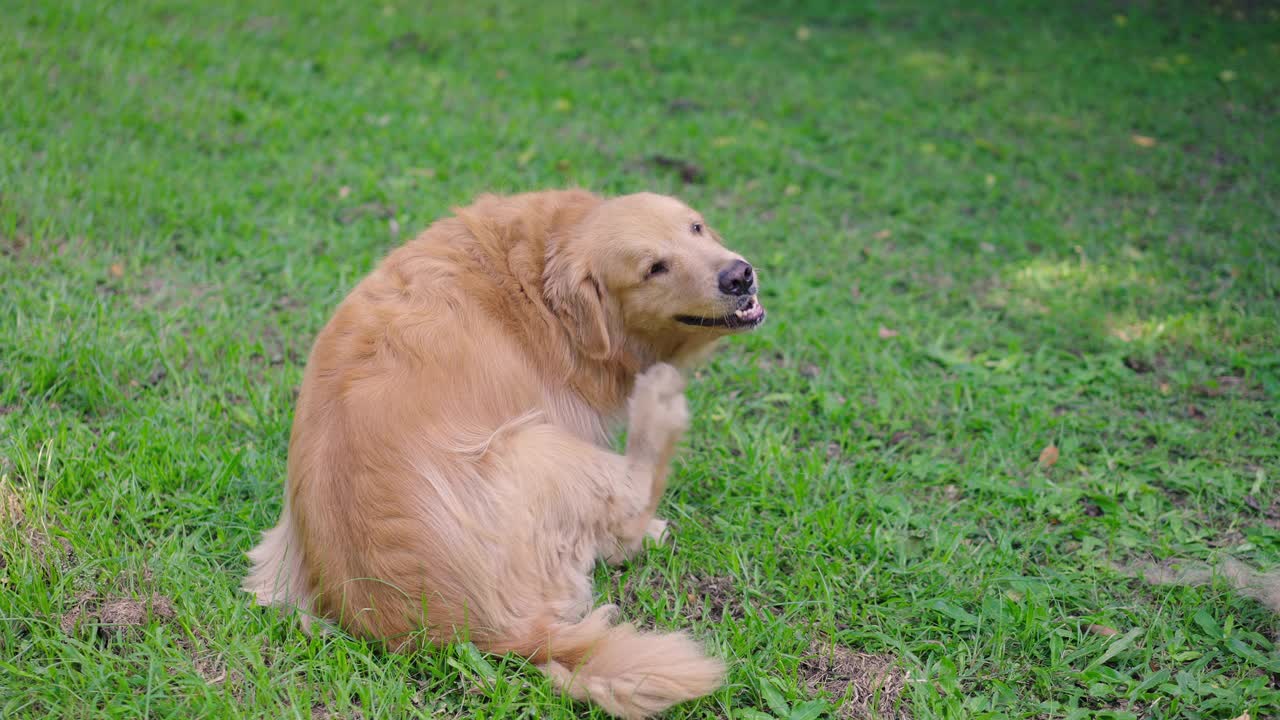 SLOMO金毛寻回犬在草地上抓挠自己视频素材