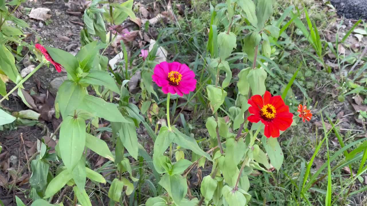 Zinnia花视频素材