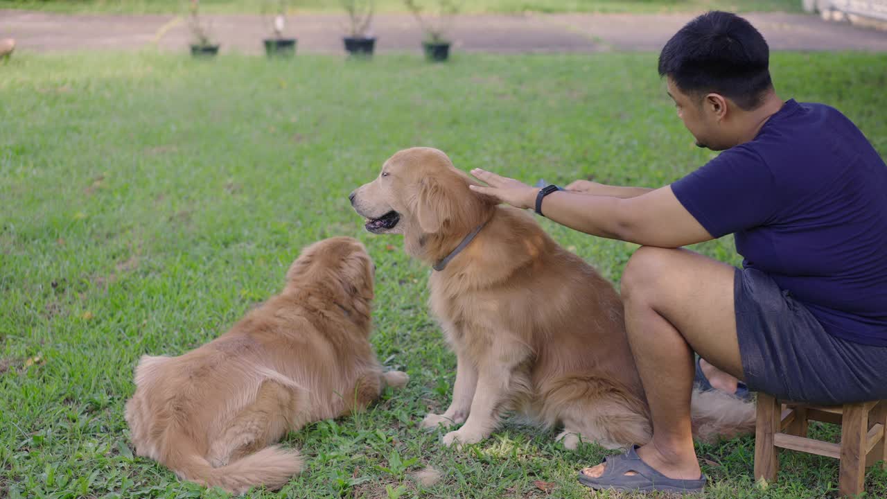 高大的亚洲人给他心爱的狗刷牙视频素材