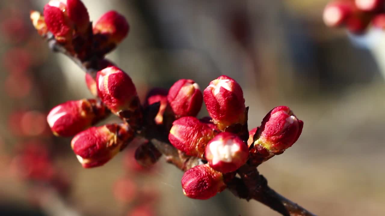 杏子的花蕾在春天闭合视频素材