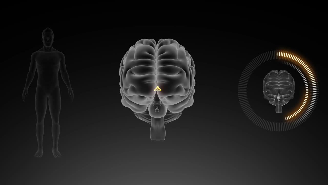 人脑中枢神经系统三维图解视频素材