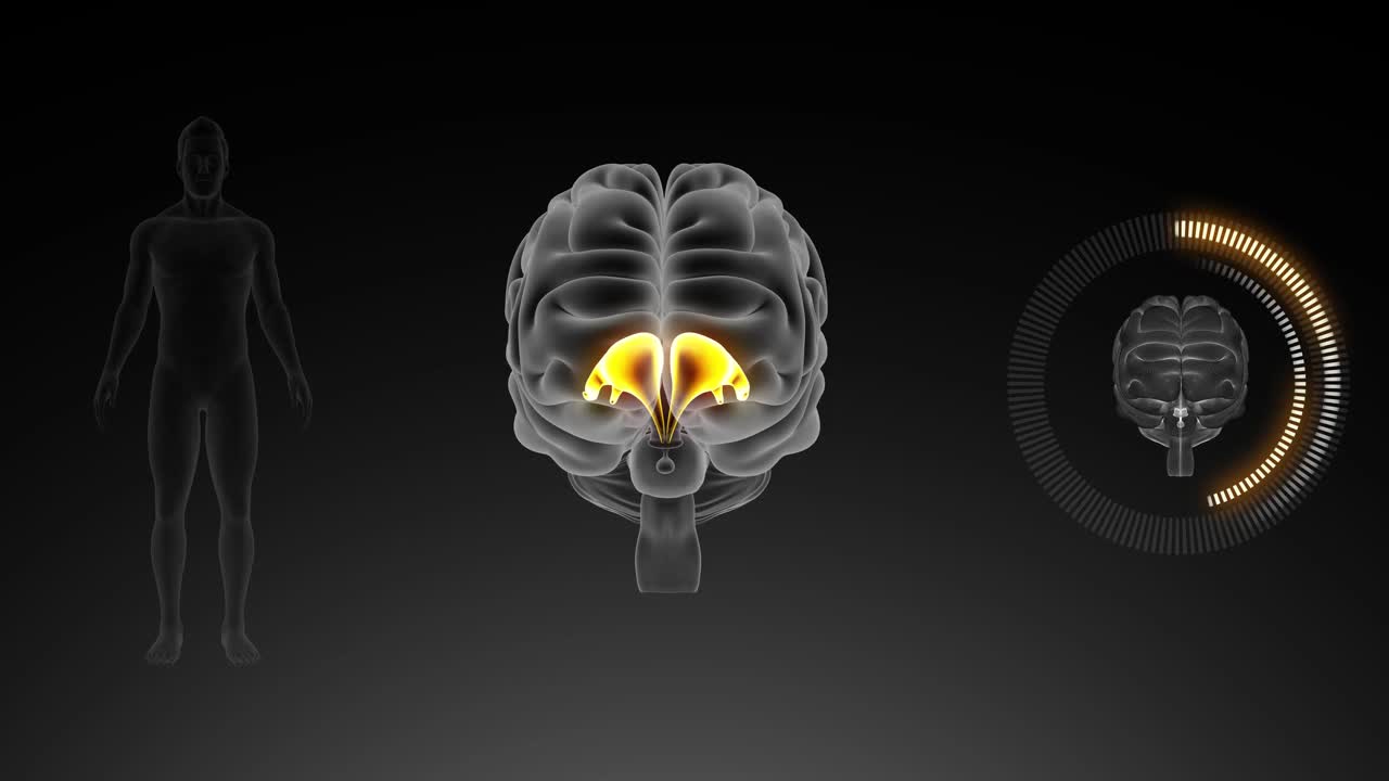 人脑中枢神经系统三维图解视频素材
