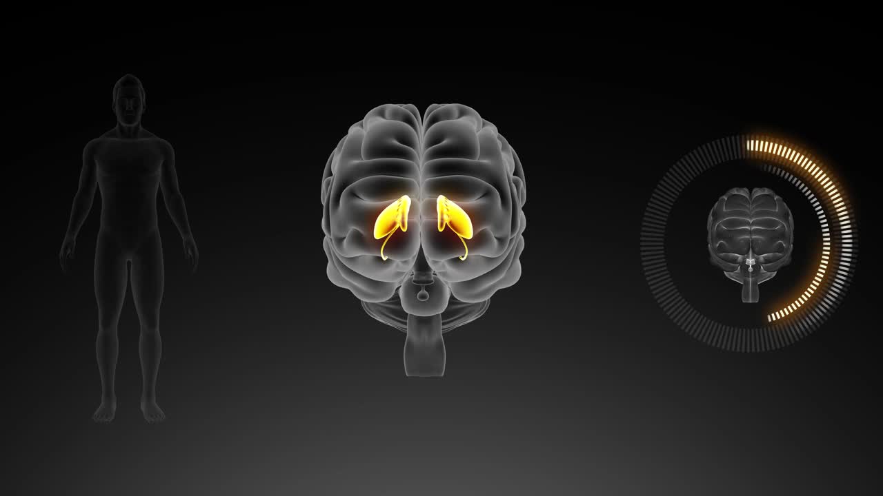 人脑中枢神经系统三维图解视频素材