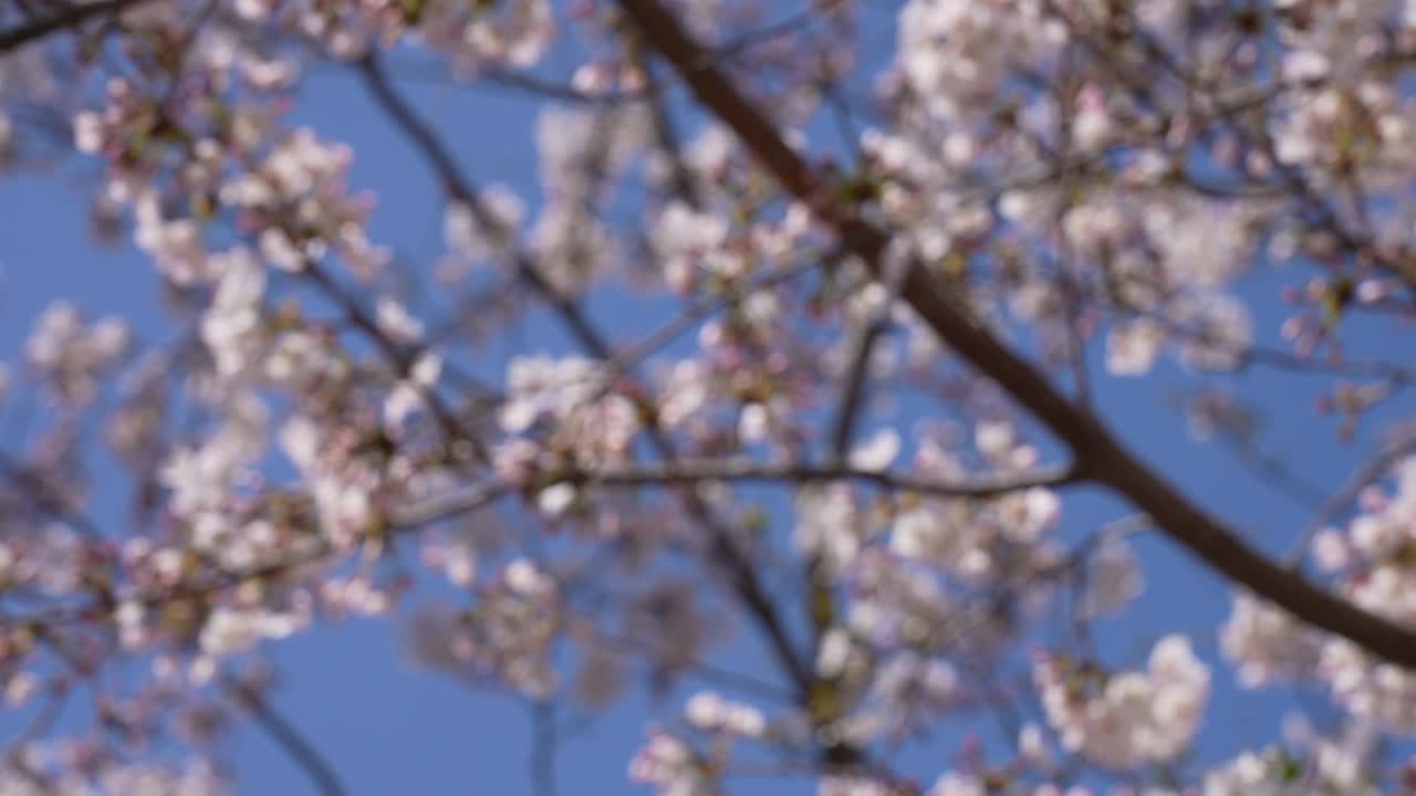 樱花枝条盛开。视频素材