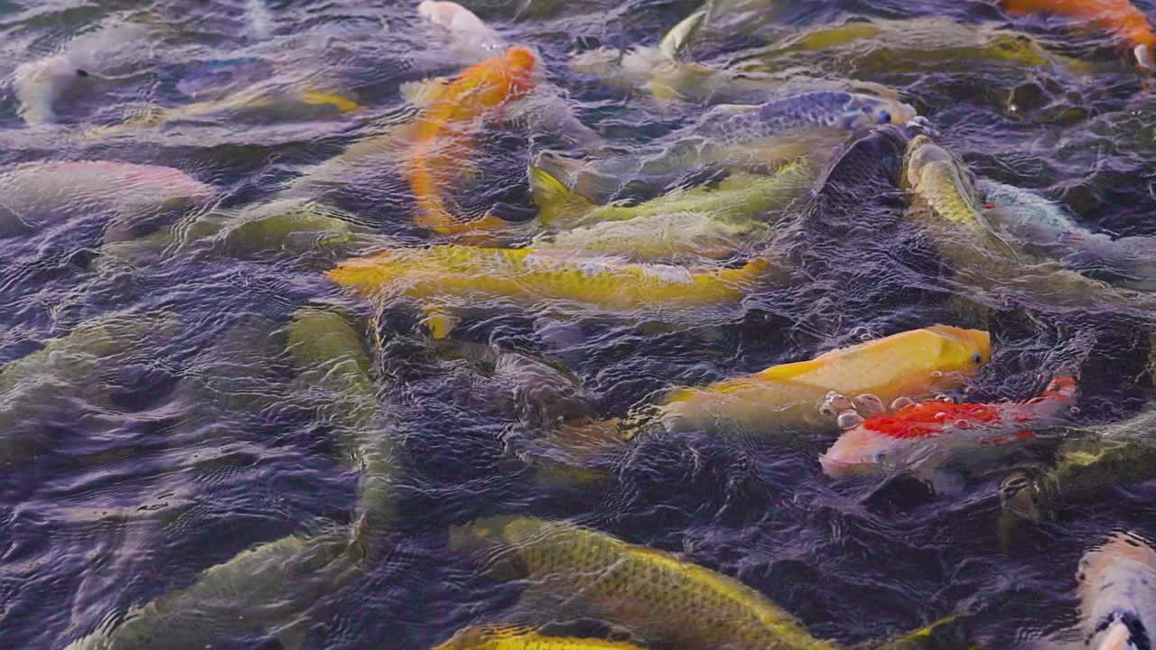 彩色花式鲤鱼在池塘里游泳的高清镜头。花式鲤鱼鱼或锦鲤在池塘游泳在黑色的水。阿拉伯联合酋长国迪拜的爱库德拉湖。视频素材