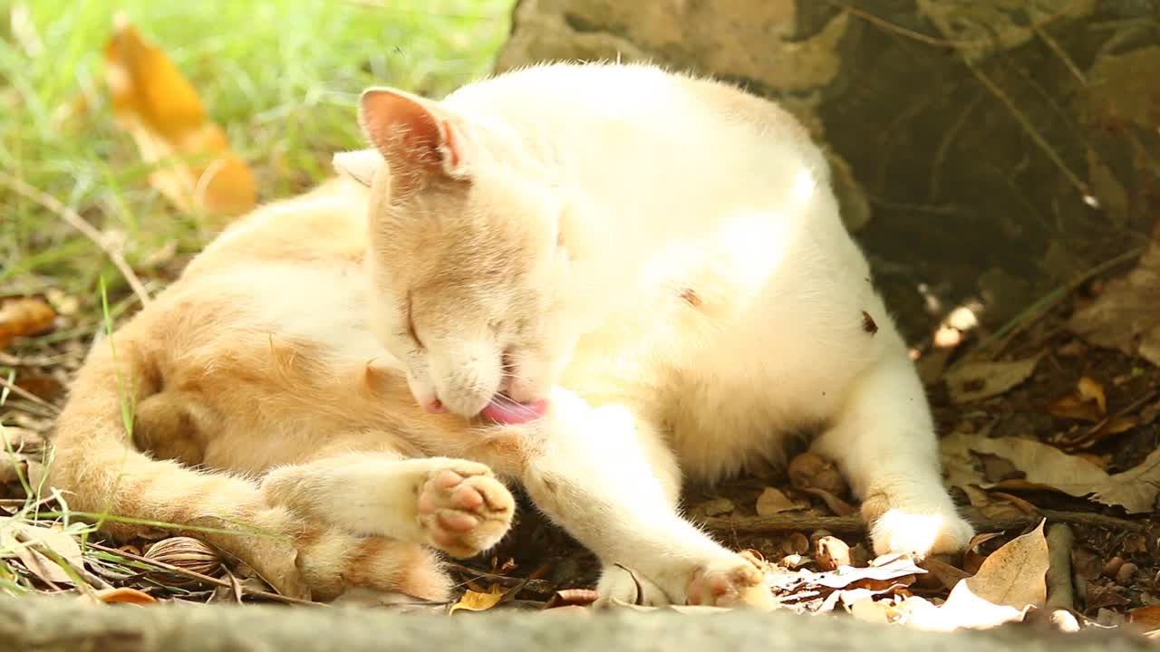 猫在早上舔自己视频素材