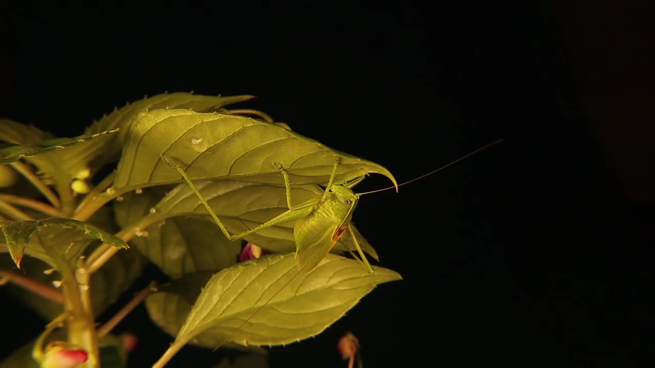叶子上伪装的雄蝈蝈。
那些看起来像叶子的绿色虫子叫做真正的蝈蝈儿。
我们离这种奇妙的绿色昆虫太近了，以至于我们观察到它的嘴在动。
野生自然、野生视频素材