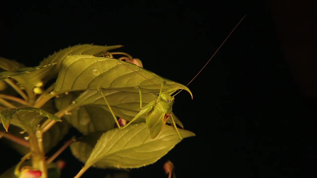 叶子上伪装的雄蝈蝈。
那些看起来像叶子的绿色虫子叫做真正的蝈蝈儿。
我们离这种奇妙的绿色昆虫太近了，以至于我们观察到它的嘴在动。
野生自然、野生视频素材