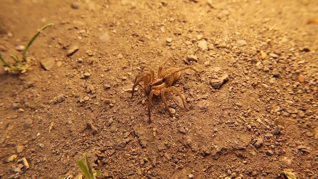 伪装欧洲水蜘蛛在土壤上。
它也被称为筏式蜘蛛，学名Dolomedes fimbriatus，是一种大型半水生蜘蛛科Pisaurida。
令人惊讶的是伪装的昆虫视频素材