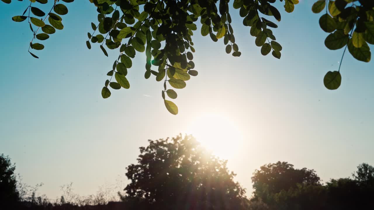 一棵绿油油的树叶在风中摇曳，阳光照进来视频素材