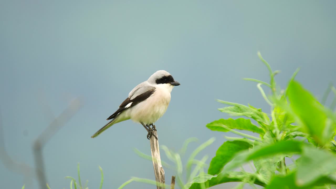 小灰伯劳鸟视频素材