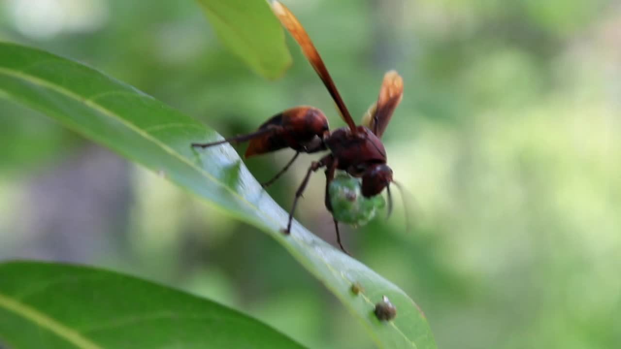 黄蜂视频素材