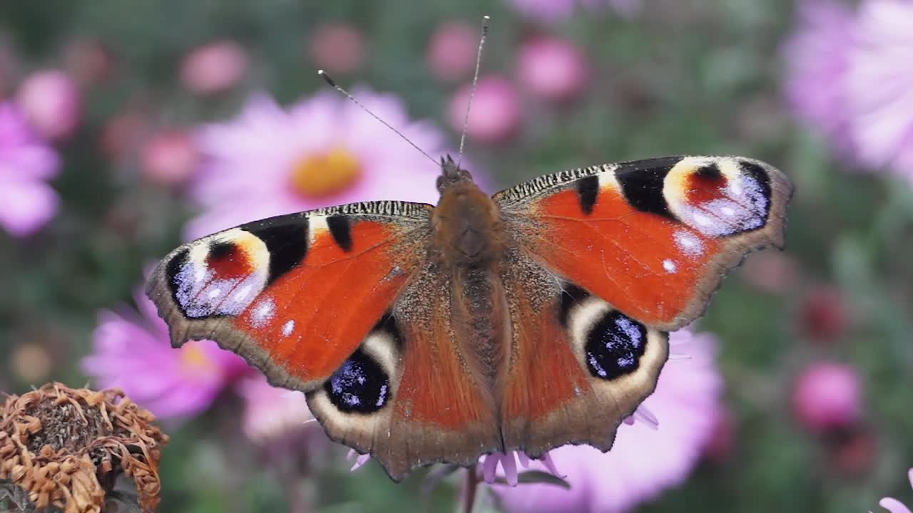 蝴蝶孔雀眼。从花中采集花蜜视频素材