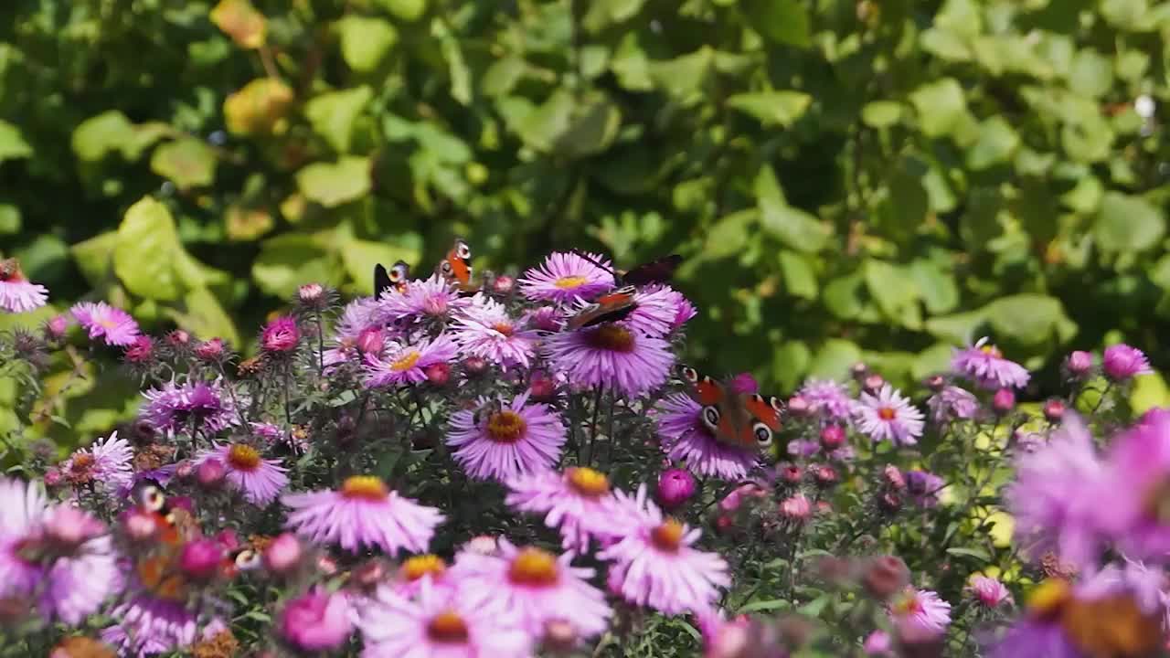 蝴蝶孔雀眼。从花中采集花蜜视频素材