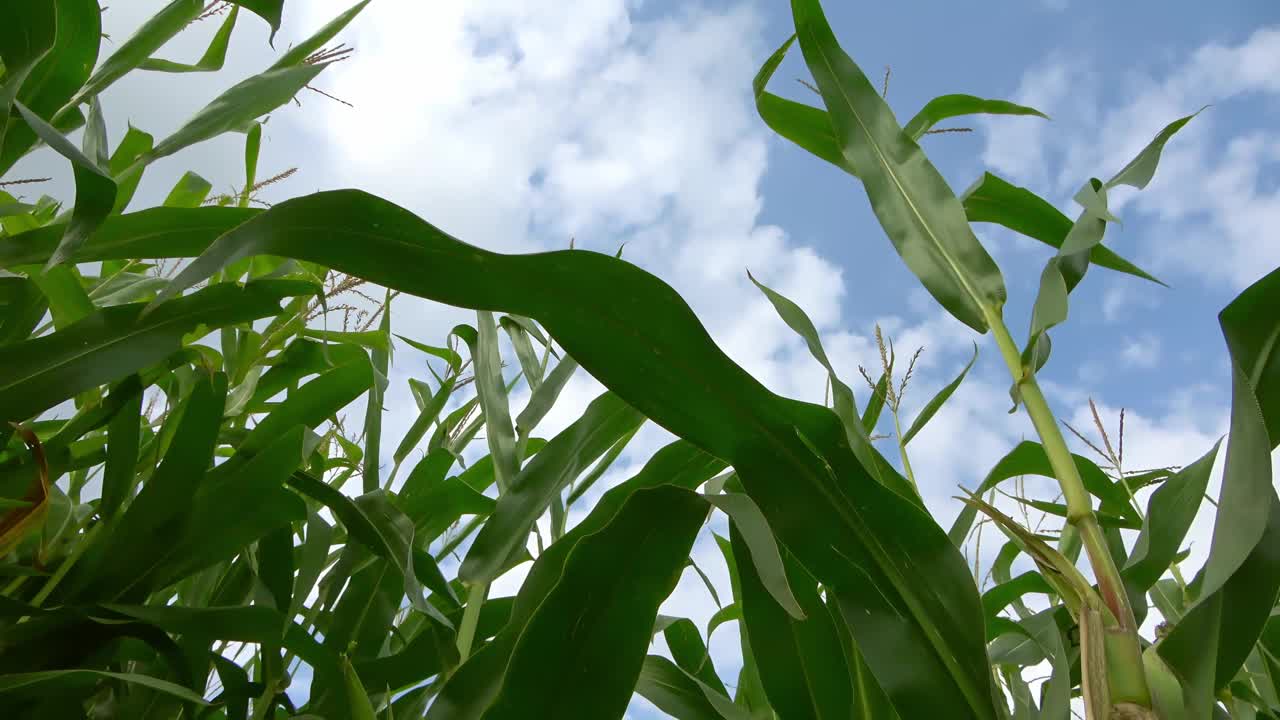 从麦田到夏日天空的低角度视角视频素材