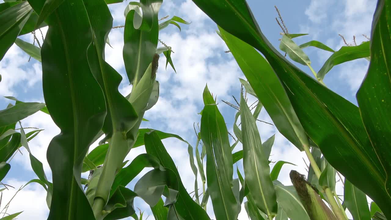 从麦田到夏日天空的低角度视角视频素材