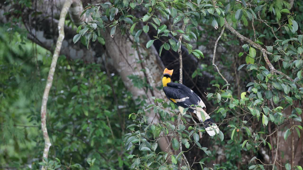 犀鸟:成年雄性大犀鸟(Buceros bicornis)，也被称为凹壳犀鸟，大印度犀鸟或大彩犀鸟。视频素材