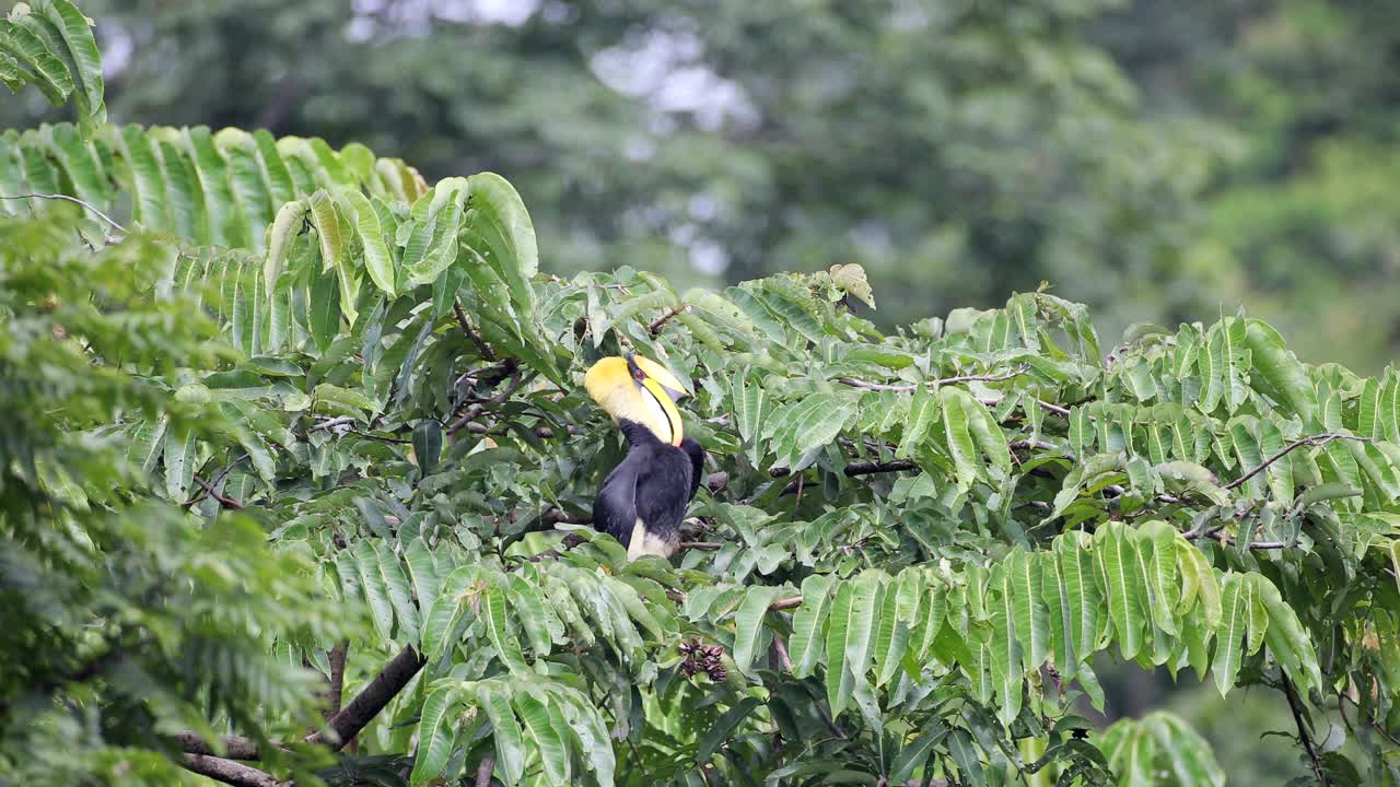 犀鸟:成年雄性大犀鸟(Buceros bicornis)，也被称为凹壳犀鸟，大印度犀鸟或大彩犀鸟。视频素材