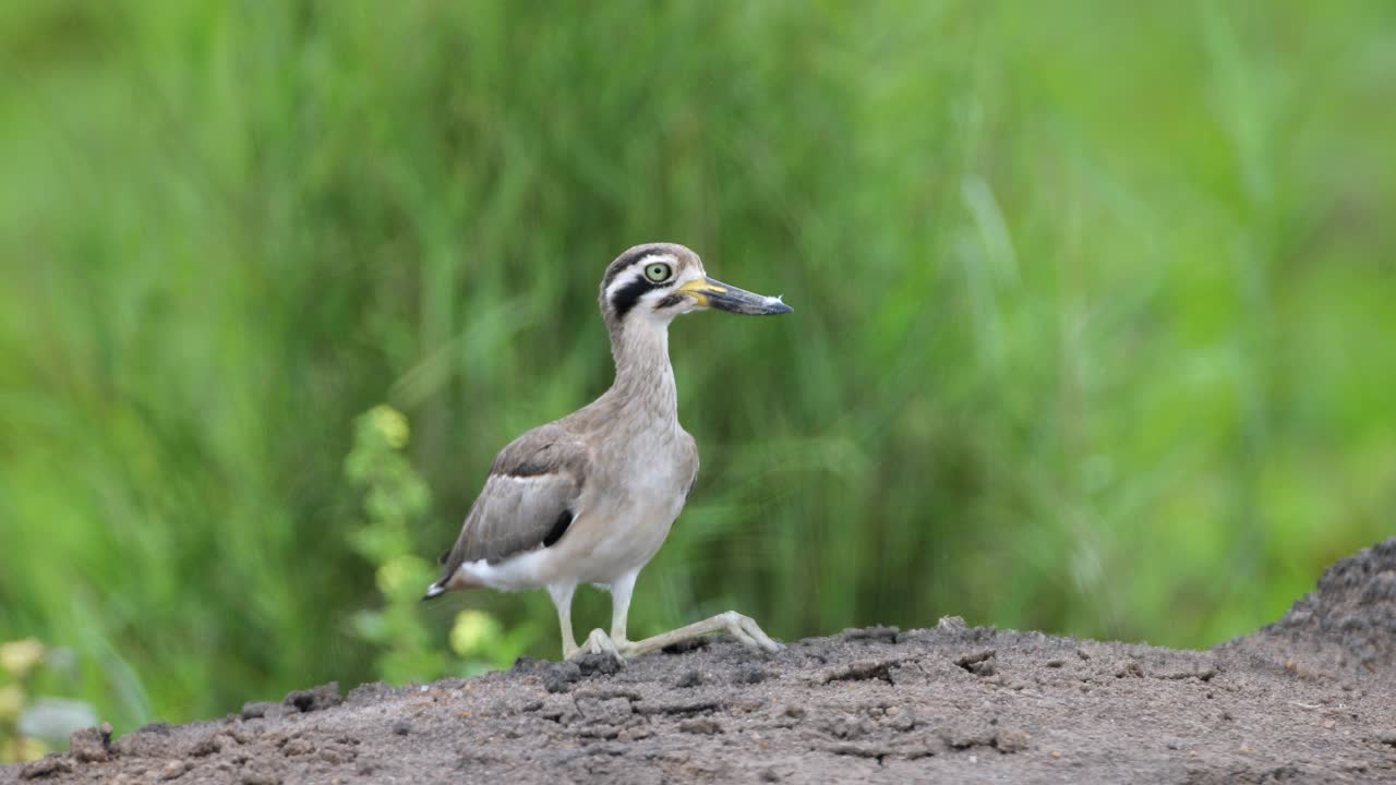 厚膝鸟:成年大厚膝或大石鸻(Esacus recurvirostris)。视频素材