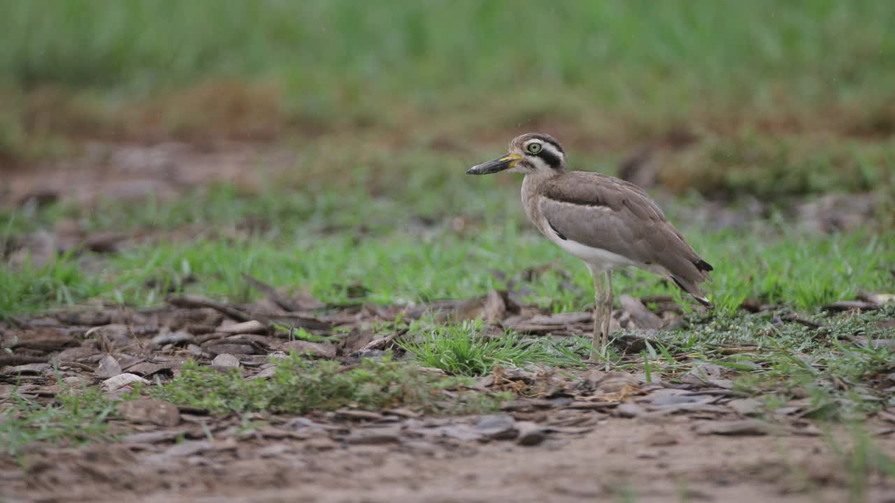 厚膝鸟:成年大厚膝或大石鸻(Esacus recurvirostris)。视频素材