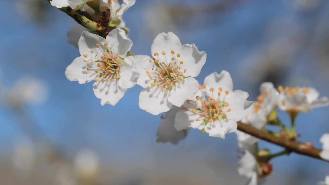 晴天树上梅花视频素材