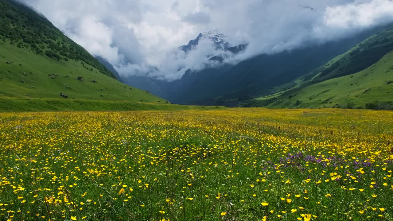 野花草地和山脉视频素材