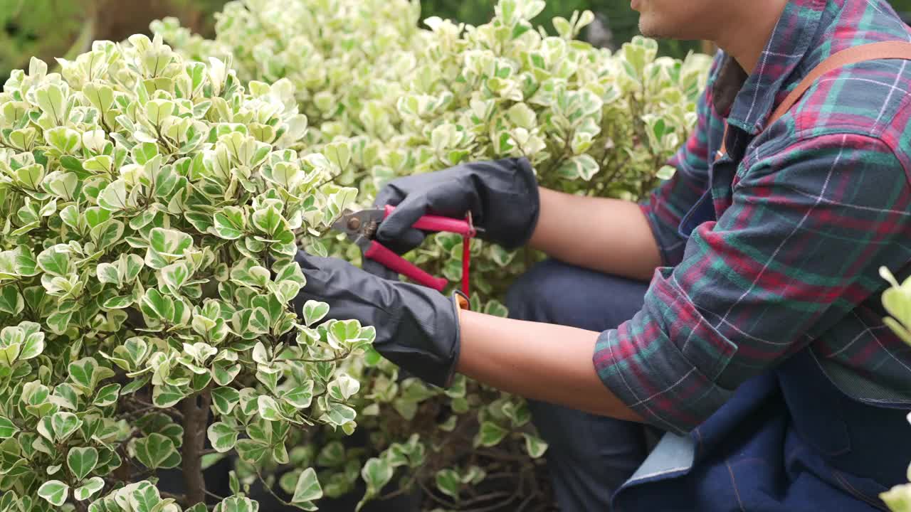 4K亚洲男人植物商店老板照顾植物和花卉在温室花园。视频素材