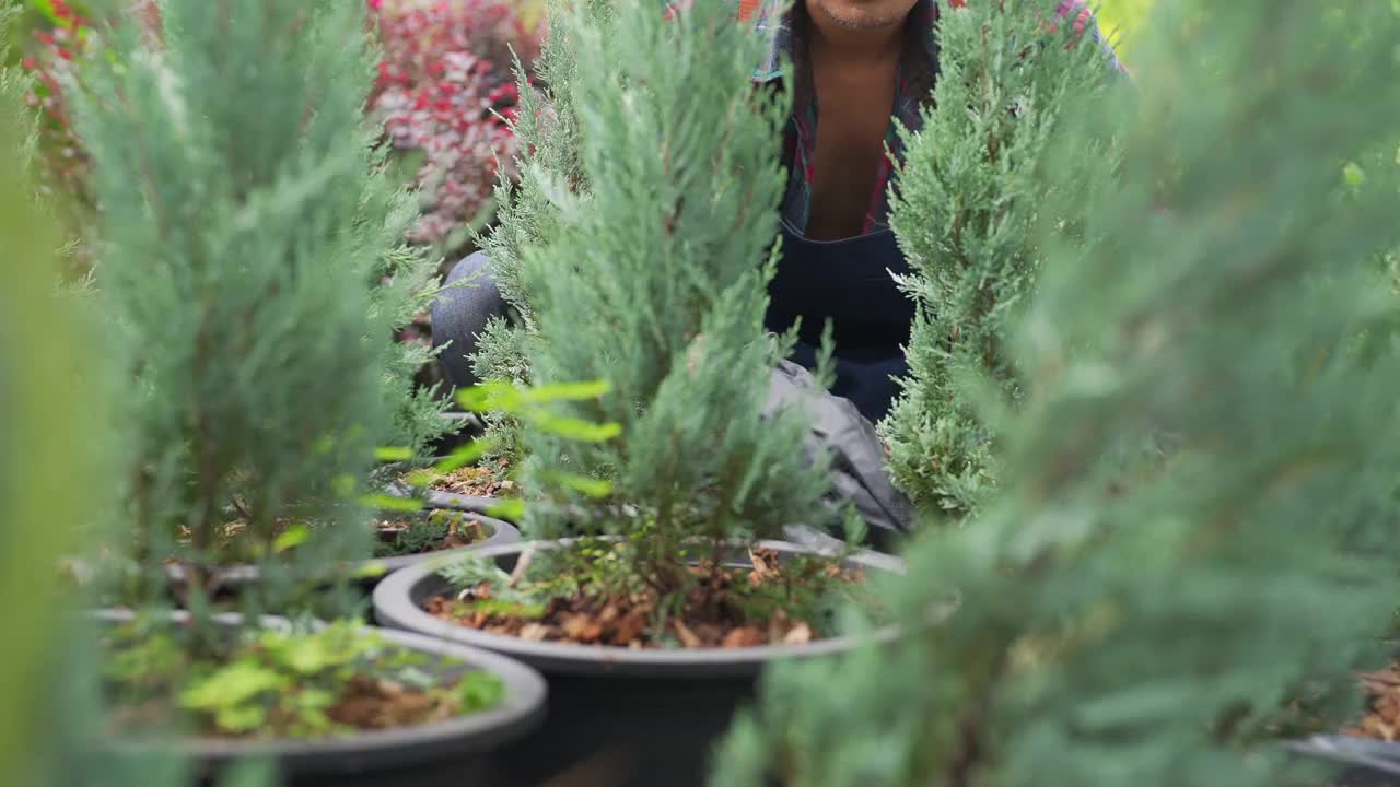 4K亚洲男人植物商店老板照顾植物和花卉在温室花园。视频素材