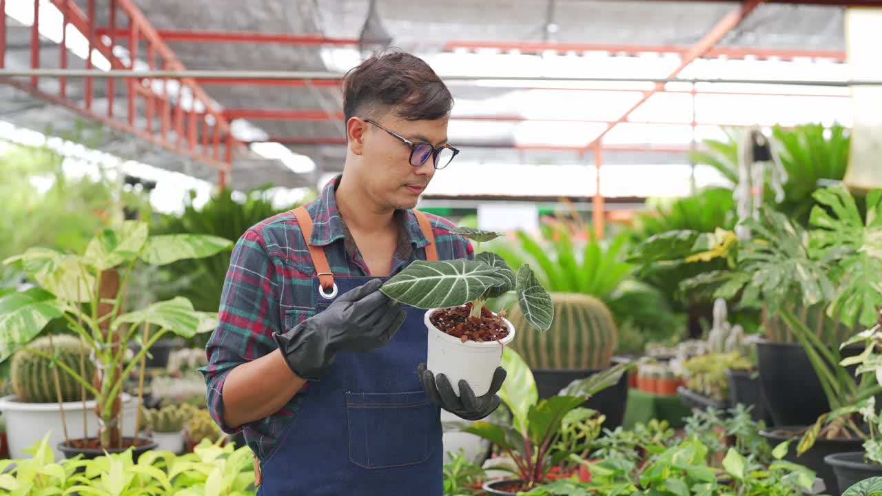 4K亚洲男人植物商店老板照顾植物和花卉在温室花园。视频素材