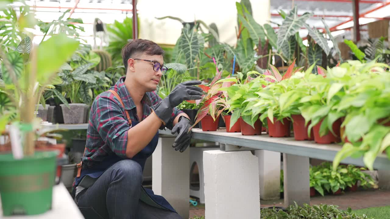 4K亚洲男人植物商店老板照顾植物和花卉在温室花园。视频素材