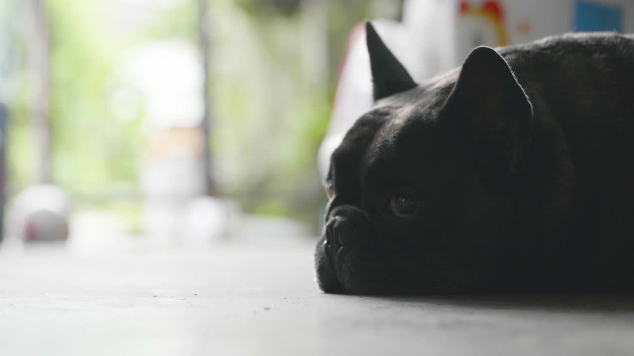 靠近睡在地板上的黑色法国斗牛犬。视频素材