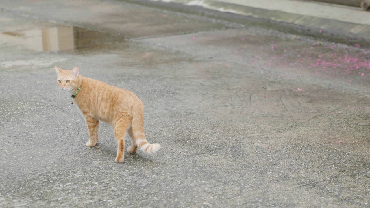 可爱的猫。视频素材