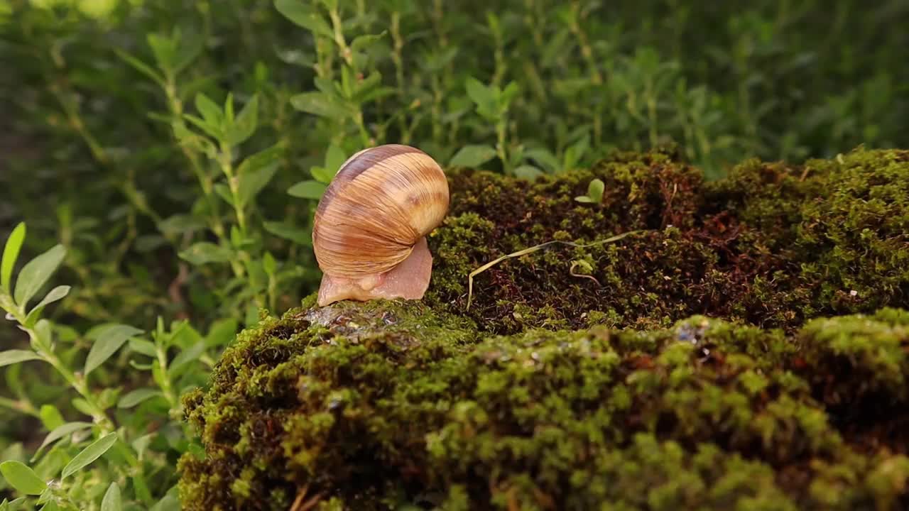 蜗牛在花园里的苔藓上爬行。注意:蜗牛分泌粘液物质帮助它滑行。这些粘液物质帮助皮肤恢复胶原蛋白。
昆虫,昆虫。
错误,错误。
野生动物,野生自然视频素材