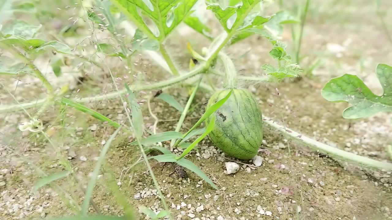 新鲜生长的西瓜雌蕊在私人花园视频下载