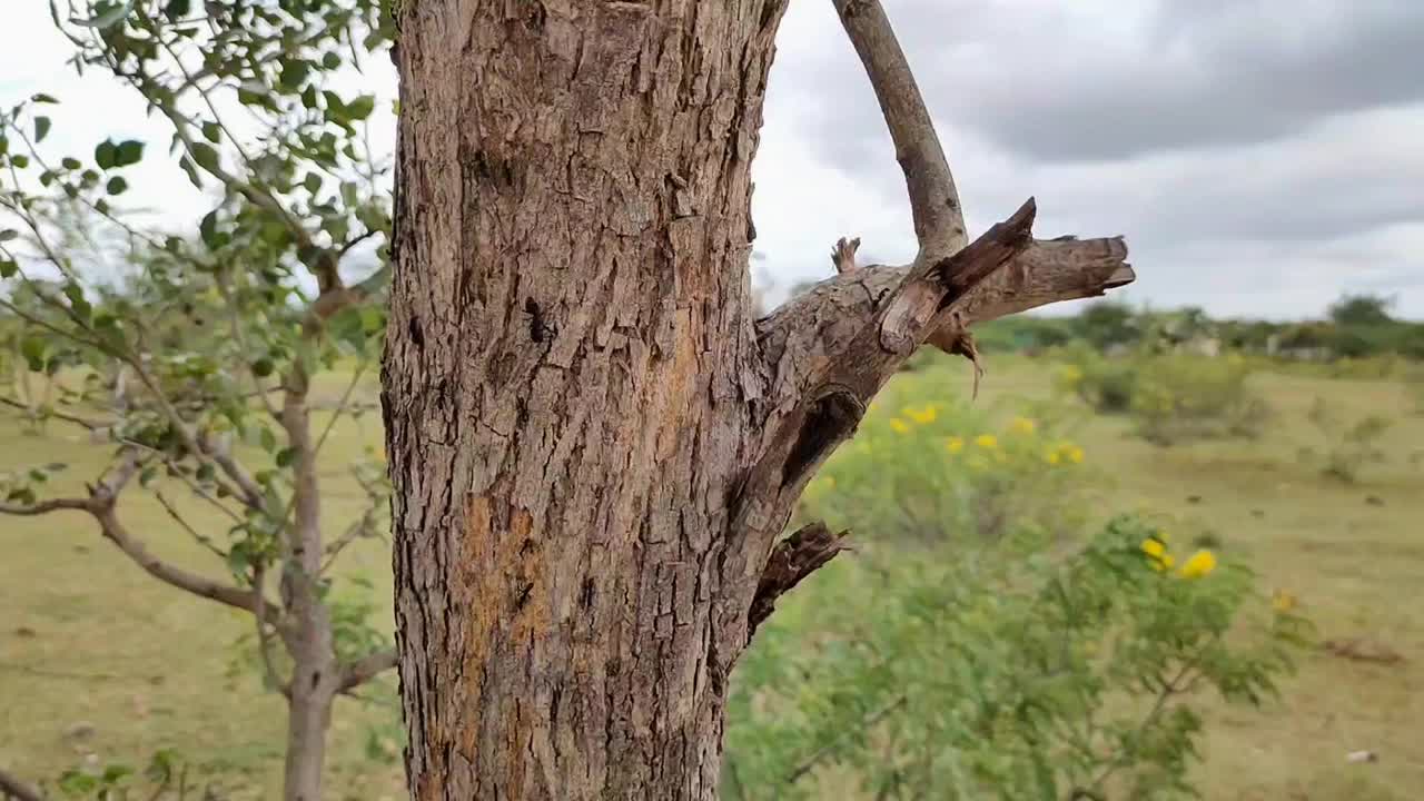 黑色的蚂蚁行走在模糊的绿色自然背景的树枝上。近距离拍摄视频下载