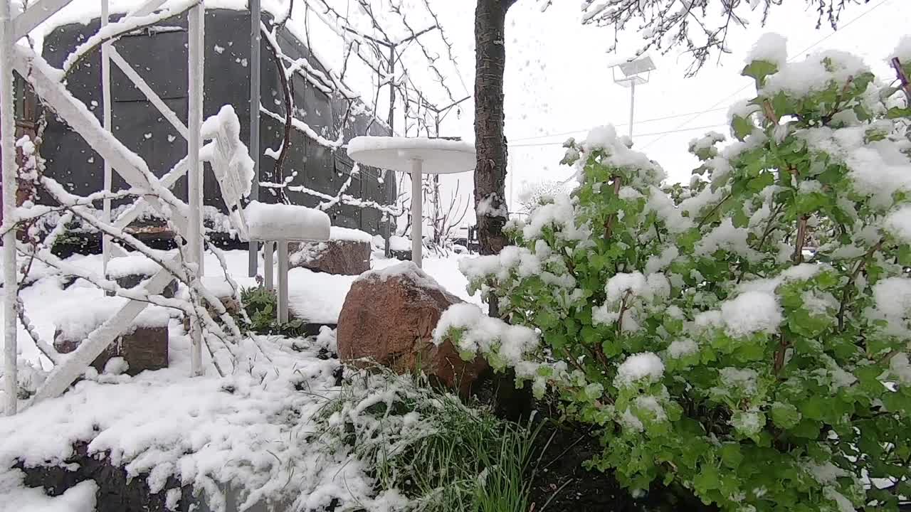 在春天雪。雪花落在绿叶上视频素材