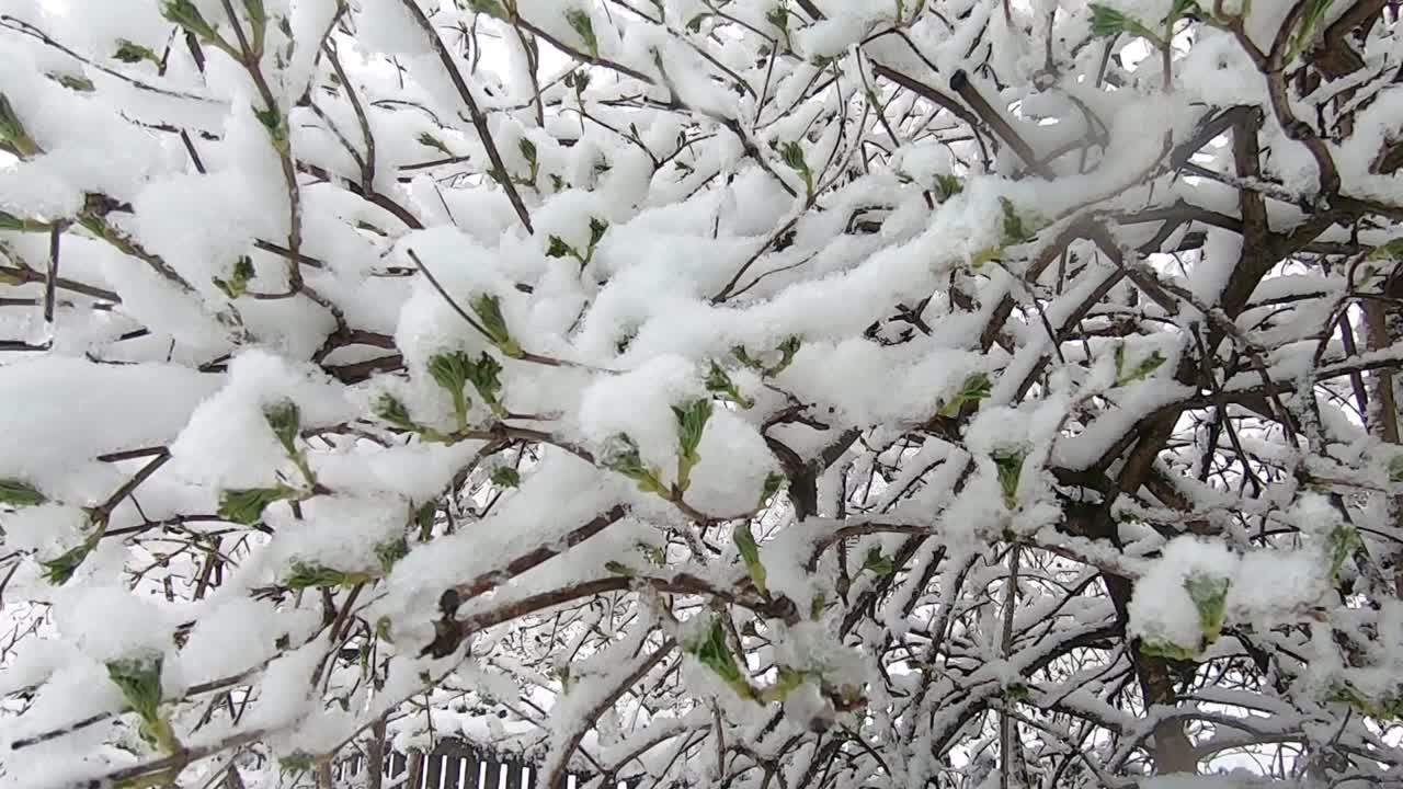 在春天雪。雪花落在绿叶上视频素材